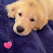 Baloo participe au concours pour gagner de l'argent avec cette photo : adorable, animal, black_nose, blanket, blue, brown_eyes, close_up, cozy, cute, dog, fluffy, fur, golden_retriever, heart_sticker, indoors, lying_down, pet, photography, portrait, puppy