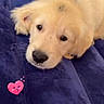 adorable, animal, black_nose, blanket, blue, brown_eyes, close_up, cozy, cute, dog, fluffy, fur, golden_retriever, heart_sticker, indoors, lying_down, pet, photography, portrait, puppy