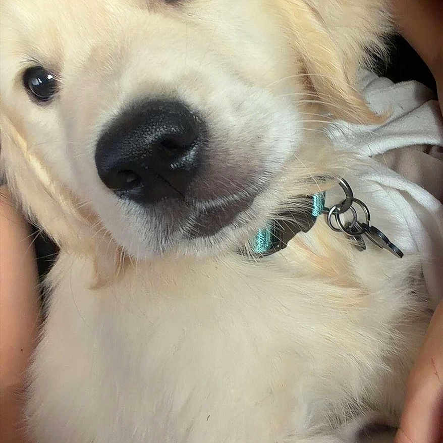 Baloo