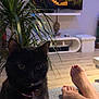 cat, black_cat, plant, television, tv, feet, toes, living_room, hardwood_floor, decor, buddha_statue, shelf, coffee_table, sofa, pet, couch, indoor, remote_control, houseplant, relaxing