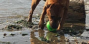 Simba participe au concours pour gagner de l'argent avec cette photo : dog, brown_dog, playing, tennis_ball, water, shore, beach, lake, wet_fur, driftwood, seaweed, sand, pebbles, reflection, mud, outdoors, nature, pet, playful, closeup