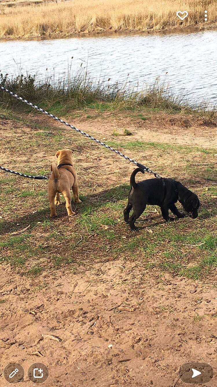 Simba Sally participe au concours pour gagner de l'argent avec cette photo : canidae, carnivore, companion_dog, dog, dog_breed, fawn, grass, grassland, lake, mammal, pasture, plant, soil, sporting_group, tail, terrestrial_animal, water, wetland, wildlife, working_animal