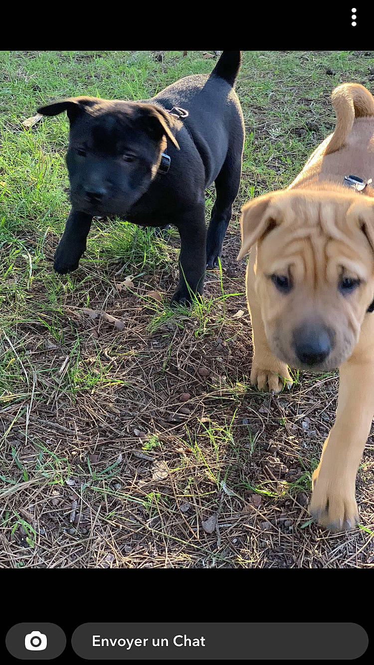 Simba Sally participe au concours pour gagner de l'argent avec cette photo : adventure, canidae, carnivore, collar, companion_dog, dog, dog_breed, dog_collar, dog_supply, fawn, grass, guard_dog, pet_supply, plant, snout, sporting_group, tail, terrestrial_animal, working_animal, working_dog