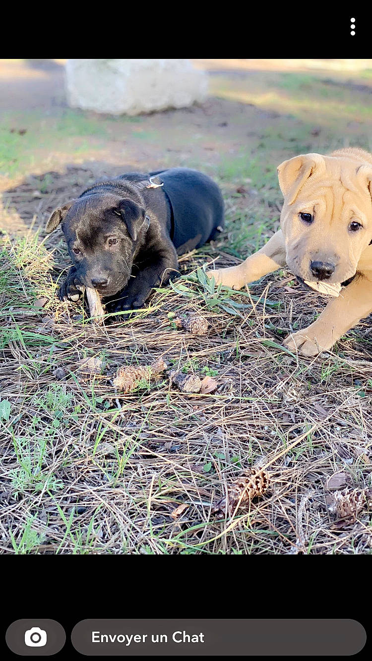 Simba Sally participe au concours pour gagner de l'argent avec cette photo : canidae, carnivore, companion_dog, dog, dog_breed, fawn, grass, grassland, guard_dog, gun_dog, labrador_retriever, plant, puppy, snout, soil, sporting_group, tail, terrestrial_animal, wildlife, working_animal