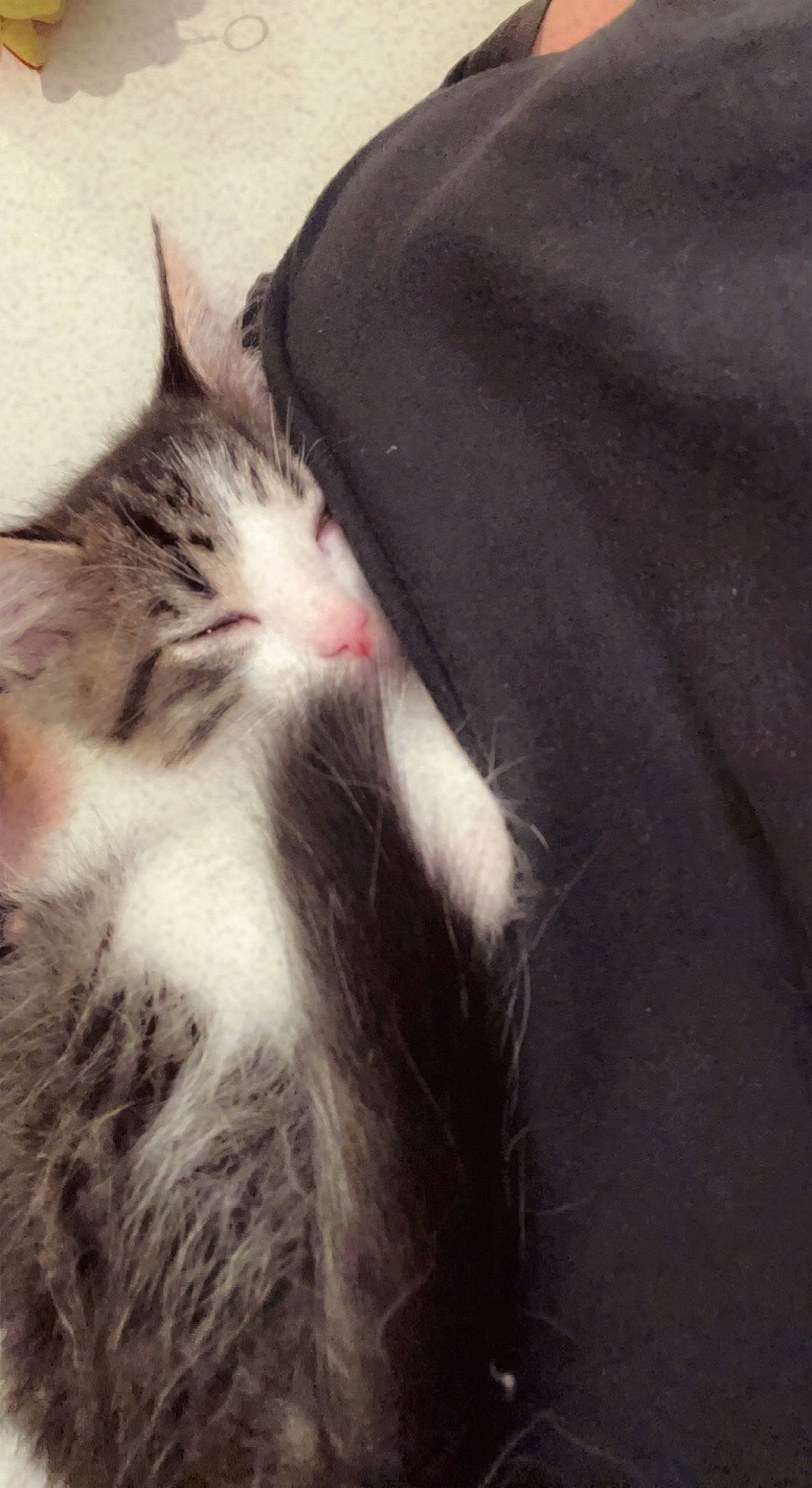 Louie joined the competition — help win amazing prizes! carnivore, cat, cloud, comfort, domestic_short_haired_cat, felidae, fur, grey, paw, sky, small_to_medium_sized_cats, snout, tail, whiskers