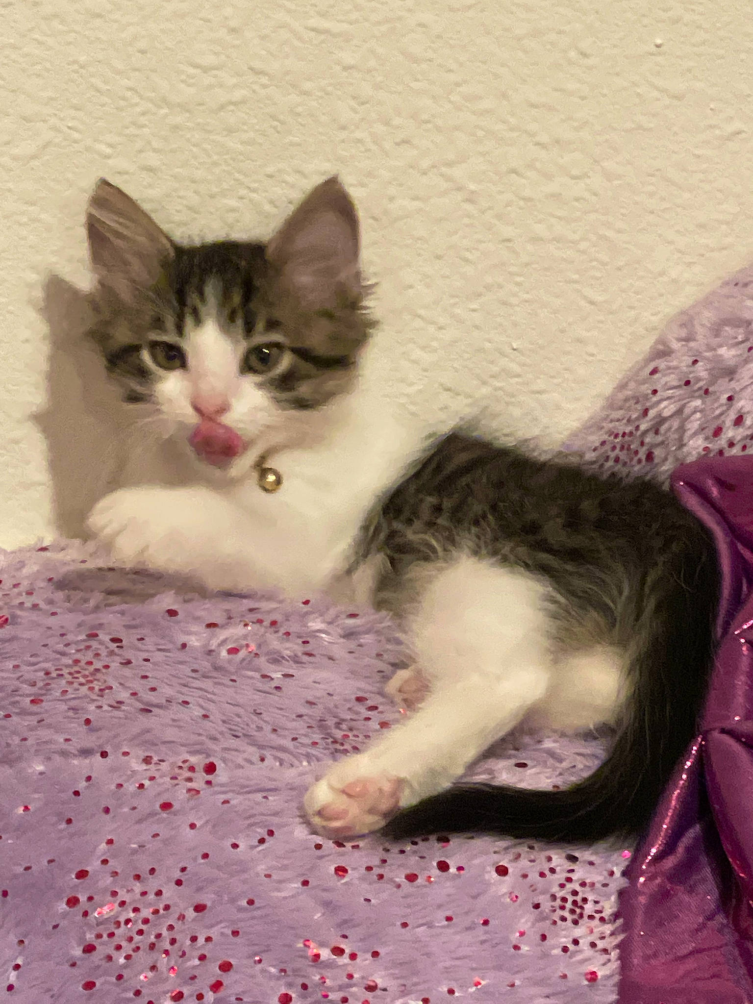 Louie joined the competition — help win amazing prizes! box, carnivore, cat, cat_supply, cat_toy, claw, domestic_short_haired_cat, fawn, felidae, flooring, foot, fur, magenta, paw, photo_caption, small_to_medium_sized_cats, snout, tail, whiskers