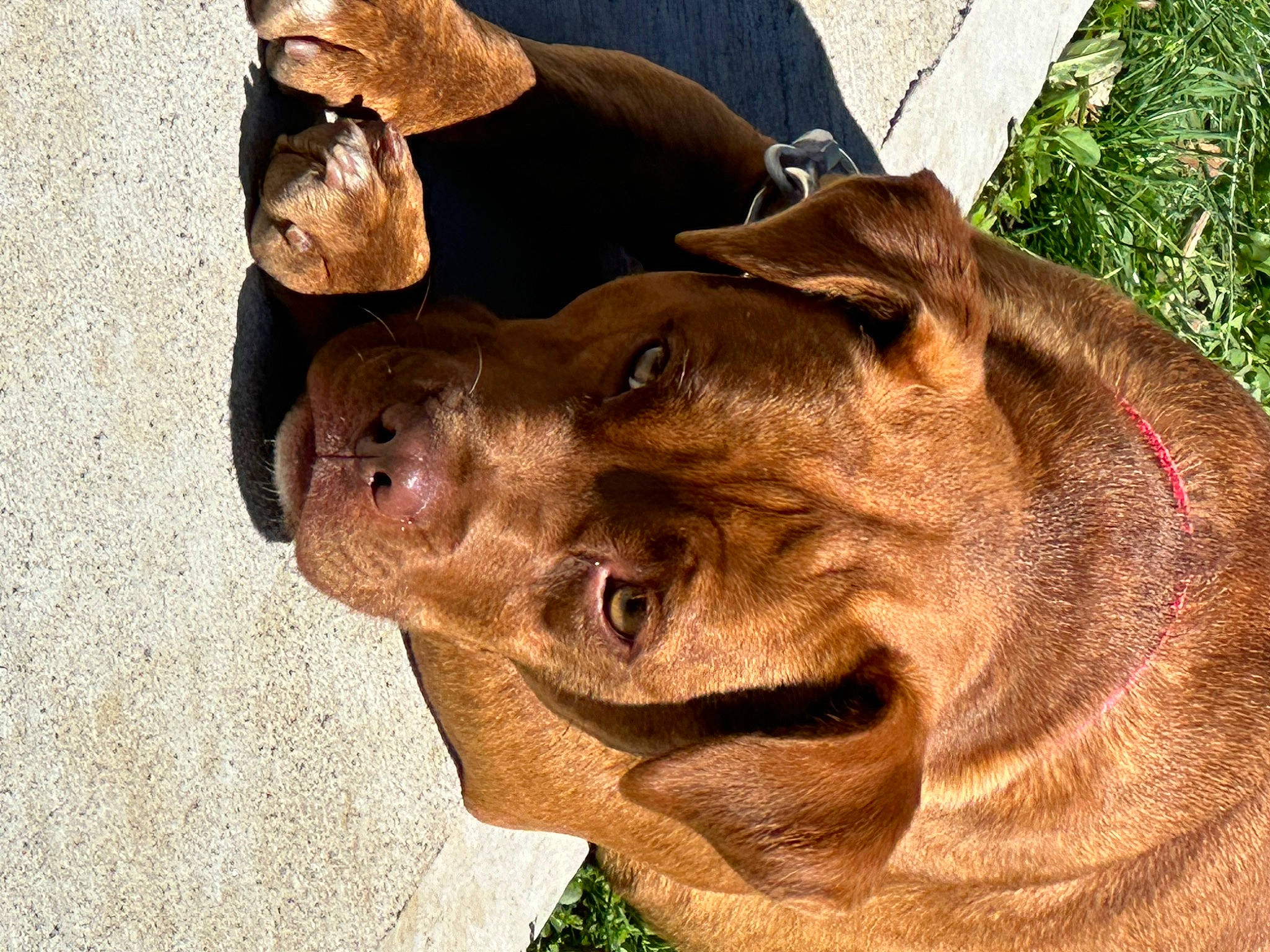 Livvy Lou is registered to the contest to win money with this photo: big_cats, canidae, carnivore, dog_breed, fawn, felidae, fur, grass, hat, jaw, landscape, lion, liver, snout, sporting_group, terrestrial_animal, whiskers, wildlife, working_animal, wrinkle