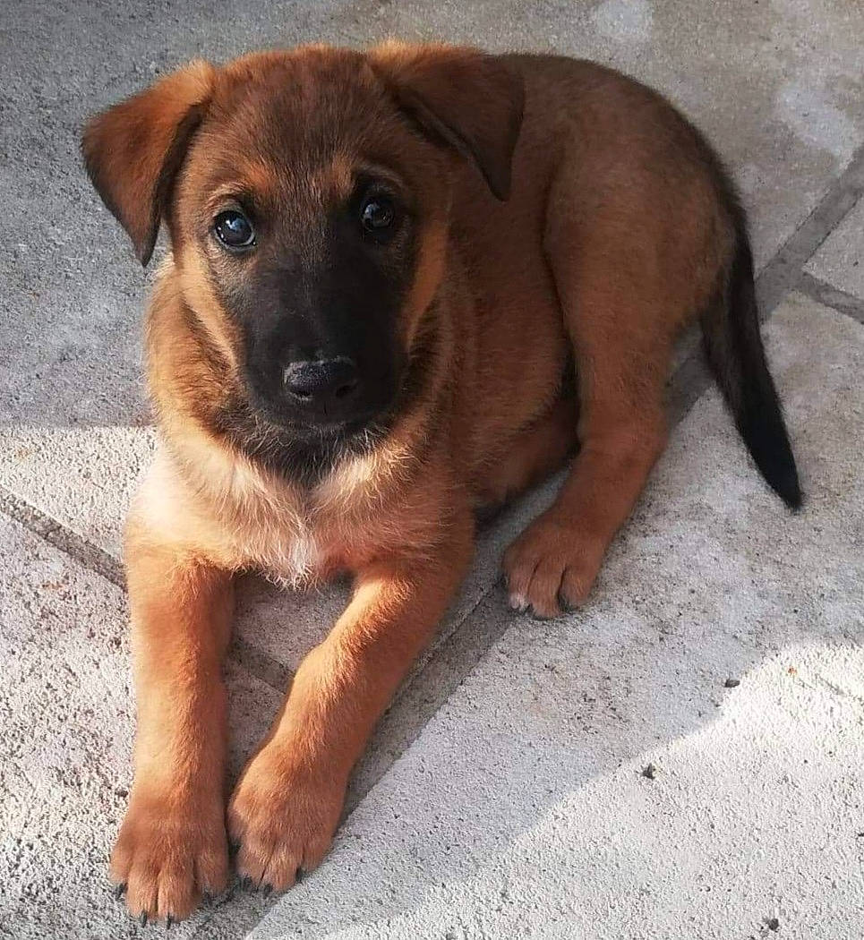 Ranger a rejoint le concours — aidez-le/la à gagner de superbes lots ! canidae, carnivore, companion_dog, dog, dog_breed, fawn, fur, liver, paw, plant, puppy, snout, sporting_group, tail, terrestrial_animal, whiskers, working_animal, working_dog