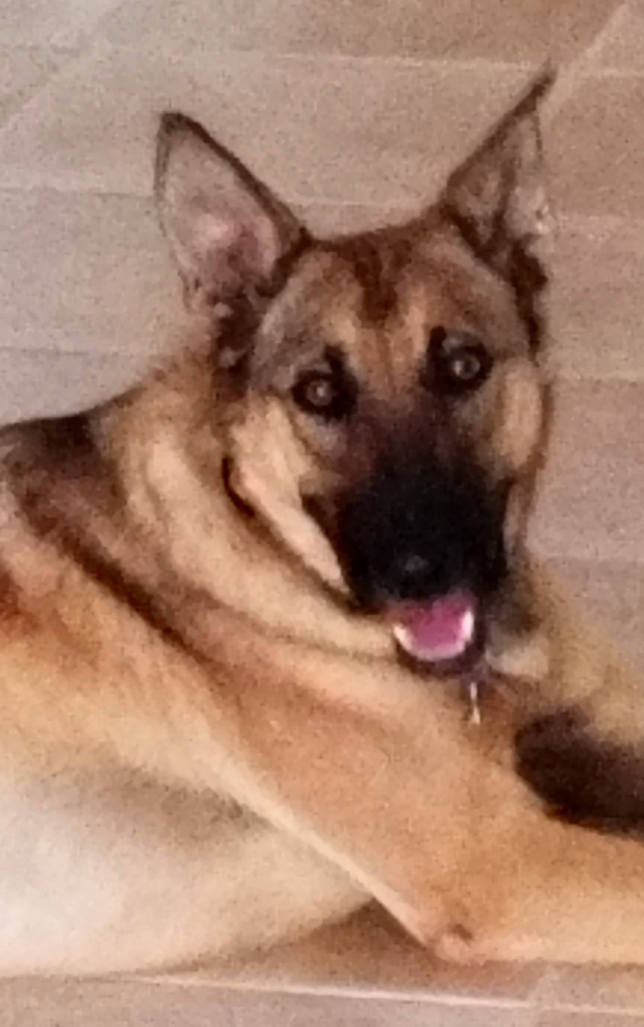 Ranger participe au concours pour gagner de l'argent avec cette photo : ancient_dog_breeds, art, canidae, canis, carnivore, companion_dog, dog, dog_breed, fawn, german_shepherd_dog, jaw, non_sporting_group, painting, snout, sporting_group, terrestrial_animal, whiskers, wildlife, working_dog