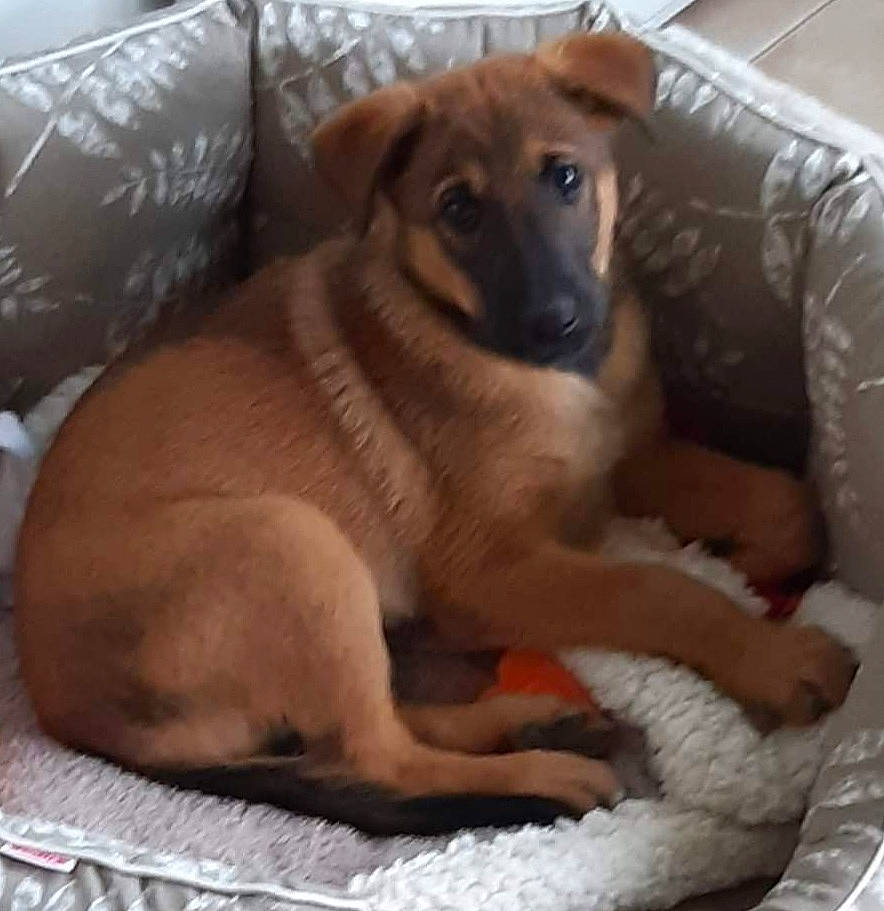 Ranger a rejoint le concours — aidez-le/la à gagner de superbes lots ! canidae, carnivore, comfort, companion_dog, couch, dog, dog_breed, dog_supply, fawn, fur, liver, paw, pet_supply, snout, sporting_group, terrestrial_animal, whiskers, working_animal, working_dog