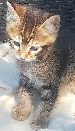 Prosper a rejoint le concours — aidez-le/la à gagner de superbes lots ! carnivore, cat, claw, domestic_short_haired_cat, fawn, felidae, fur, paw, small_to_medium_sized_cats, snout, tail, terrestrial_animal, whiskers, wildlife, window