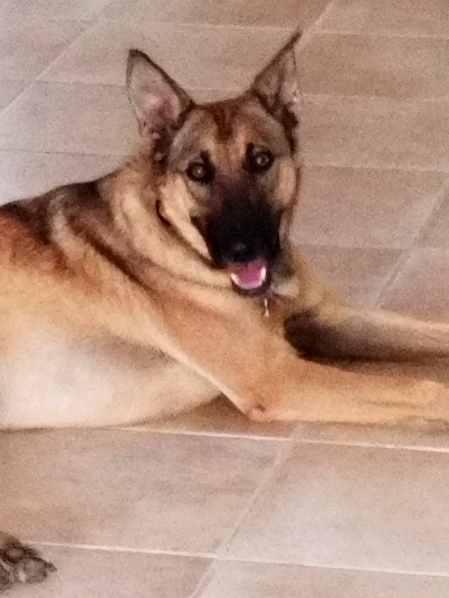 Prosper participe au concours pour gagner de l'argent avec cette photo : ancient_dog_breeds, carnivore, companion_dog, dog, dog_breed, fawn, flooring, german_shepherd_dog, metal, paw, rectangle, snout, sporting_group, square, window, wood, working_animal, working_dog