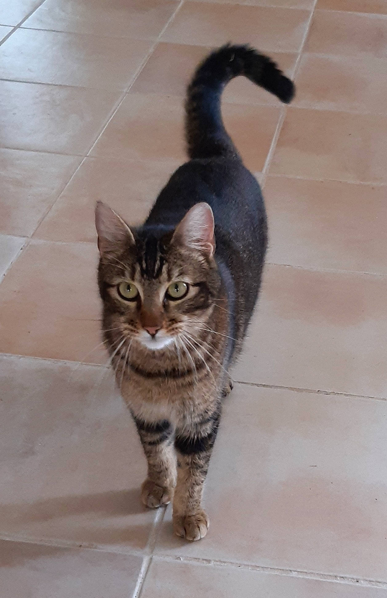 Prosper participe au concours pour gagner de l'argent avec cette photo : carnivore, cat, domestic_short_haired_cat, door, eye, felidae, flooring, fur, grey, head, paw, sitting, small_to_medium_sized_cats, snout, tail, terrestrial_animal, tile_flooring, whiskers, wildlife, window