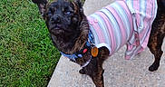 Penny is registered to the contest to win money with this photo: animal, brindle, canine, casual, clothing, collar, curious, daylight, dog, dress, ears, fur, grass, mammal, outdoor, pet, sidewalk, small_dog, standing, tag
