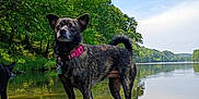 Penny is registered to the contest to win money with this photo: animal, brindle, canine, collar, daytime, dog, forest, greenery, nature, outdoor, pet, reflection, river, rocks, scenery, sky, summer, trees, water, wildlife