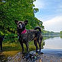 animal, brindle, canine, collar, daytime, dog, forest, greenery, nature, outdoor, pet, reflection, river, rocks, scenery, sky, summer, trees, water, wildlife
