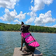 Penny joined the competition — help win amazing prizes! animal, canine, clouds, daytime, dock, dog, forest, lake, life_jacket, nature, outdoor, pet, pink, polka_dot, sitting, sky, summer, trees, water, water_safety