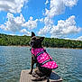 animal, canine, clouds, daytime, dock, dog, forest, lake, life_jacket, nature, outdoor, pet, pink, polka_dot, sitting, sky, summer, trees, water, water_safety
