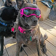 Penny joined the competition — help win amazing prizes! dog, goggles, pet, collar, wooden_floor, porch, outdoor, sunlight, black_dog, brindle_dog, pet_tag, sitting, canine, animal, fur, ears, snout, shadow, box, leisure