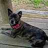 dog, brindle_coat, pink_collar, wooden_deck, outdoor, pet, animal, curious, lounging, canine, nature, greenery, gravel, resting, portrait, daylight, ears_up, looking_at_camera, fence_post, wood