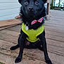 alert, animal, black_dog, bow_tie, collar, cute, daylight, dog, ears_up, harness, house, nature, outdoor, pet, porch, railing, sitting, tag, window, wooden_floor