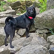 Harley joined the competition — help win amazing prizes! dog, black_dog, collar, rock, rocks, outdoor, nature, greenery, animal, pet, alert, fur, tail, standing, looking_back, wildlife, daylight, mammal, canine, curious
