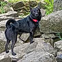 alert, animal, black_dog, canine, collar, curious, daylight, dog, fur, greenery, looking_back, mammal, nature, outdoor, pet, rock, rocks, standing, tail, wildlife