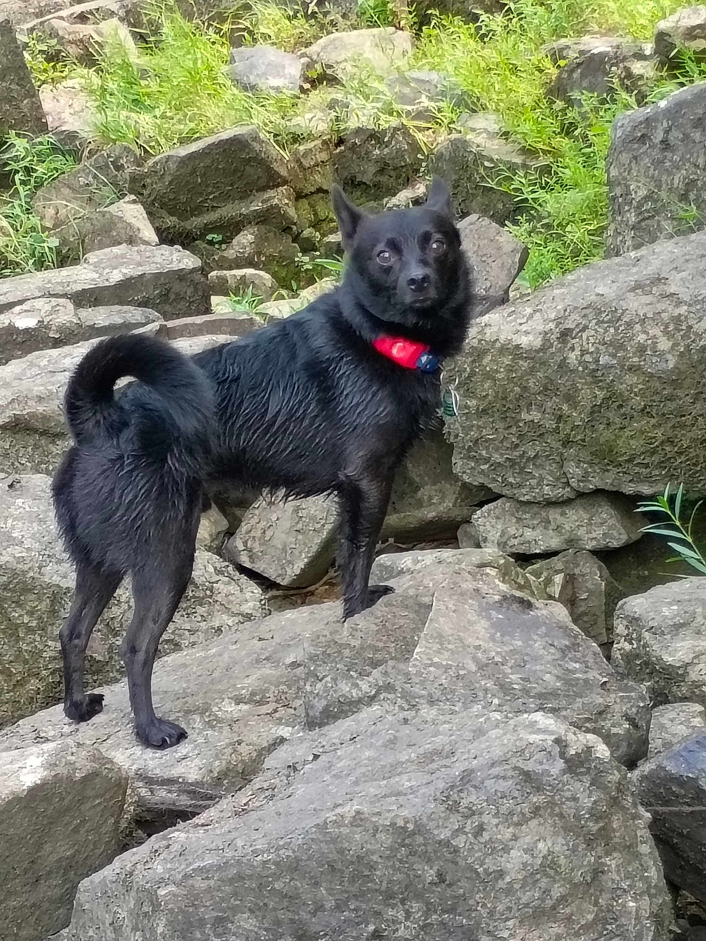 Harley joined the competition — help win amazing prizes! dog, black_dog, collar, rock, rocks, outdoor, nature, greenery, animal, pet, alert, fur, tail, standing, looking_back, wildlife, daylight, mammal, canine, curious