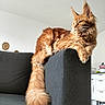 Azalée a rejoint le concours — aidez-le/la à gagner de superbes lots ! animal, apartment, cat, couch, cozy, cute, domestic_cat, feline, fluffy_tail, furniture, home, household, indoor, living_room, long_hair, orange_cat, pet, relaxed, resting, tail