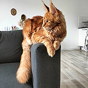 Azalée participe au concours pour gagner de l'argent avec cette photo : animal_portrait, armrest, cat, contemplative, cozy, decor, domestic_animal, fluffy_fur, furniture, ginger_cat, indoor, living_room, minimalist, pet, quiet, relaxed, side_view, sofa, window_light, wooden_floor