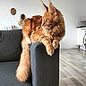 animal_portrait, armrest, cat, contemplative, cozy, decor, domestic_animal, fluffy_fur, furniture, ginger_cat, indoor, living_room, minimalist, pet, quiet, relaxed, side_view, sofa, window_light, wooden_floor
