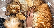 Azalée a rejoint le concours — aidez-le/la à gagner de superbes lots ! animal, bed, blanket, cat, claws, comfort, cozy, cute, fluffy, fur, hand, human, indoor, orange_cat, paw_prints, pet, playing, relaxed, resting, tattoo