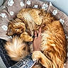 animal, bed, blanket, cat, claws, comfort, cozy, cute, fluffy, fur, hand, human, indoor, orange_cat, paw_prints, pet, playing, relaxed, resting, tattoo