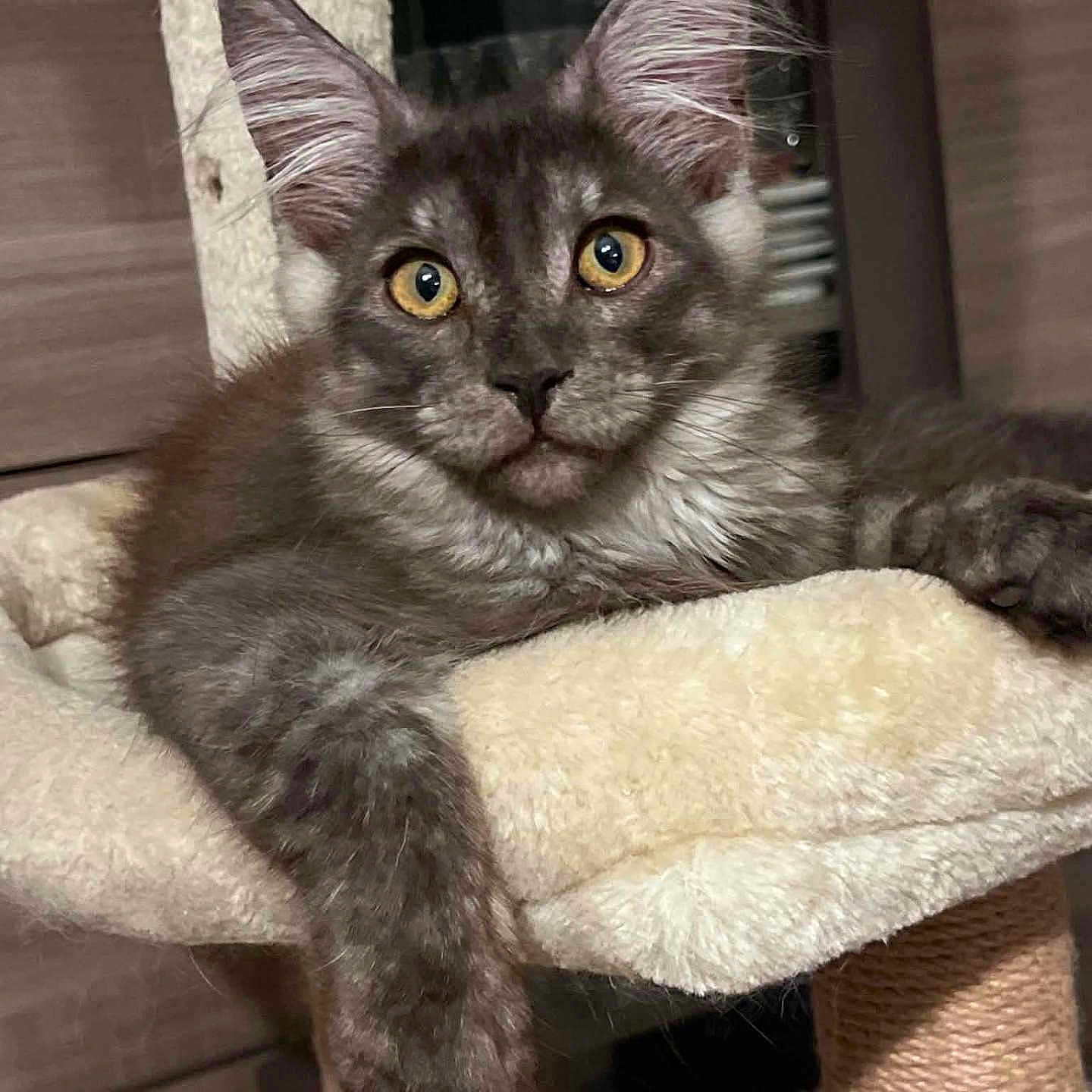 Barthélemy participe au concours pour gagner de l'argent avec cette photo : cat, gray_cat, yellow_eyes, cat_tree, feline, pet, indoor, fur, paw, whiskers, ears, relaxed, cozy, animal, portrait, home, scratching_post, cute, mammal, looking
