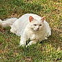 cat, white_cat, animal, pet, grass, outdoor, nature, fluffy, feline, resting, laying_down, sunlight, greenery, wildlife, mammal, fur, relaxed, ear, whiskers, ground