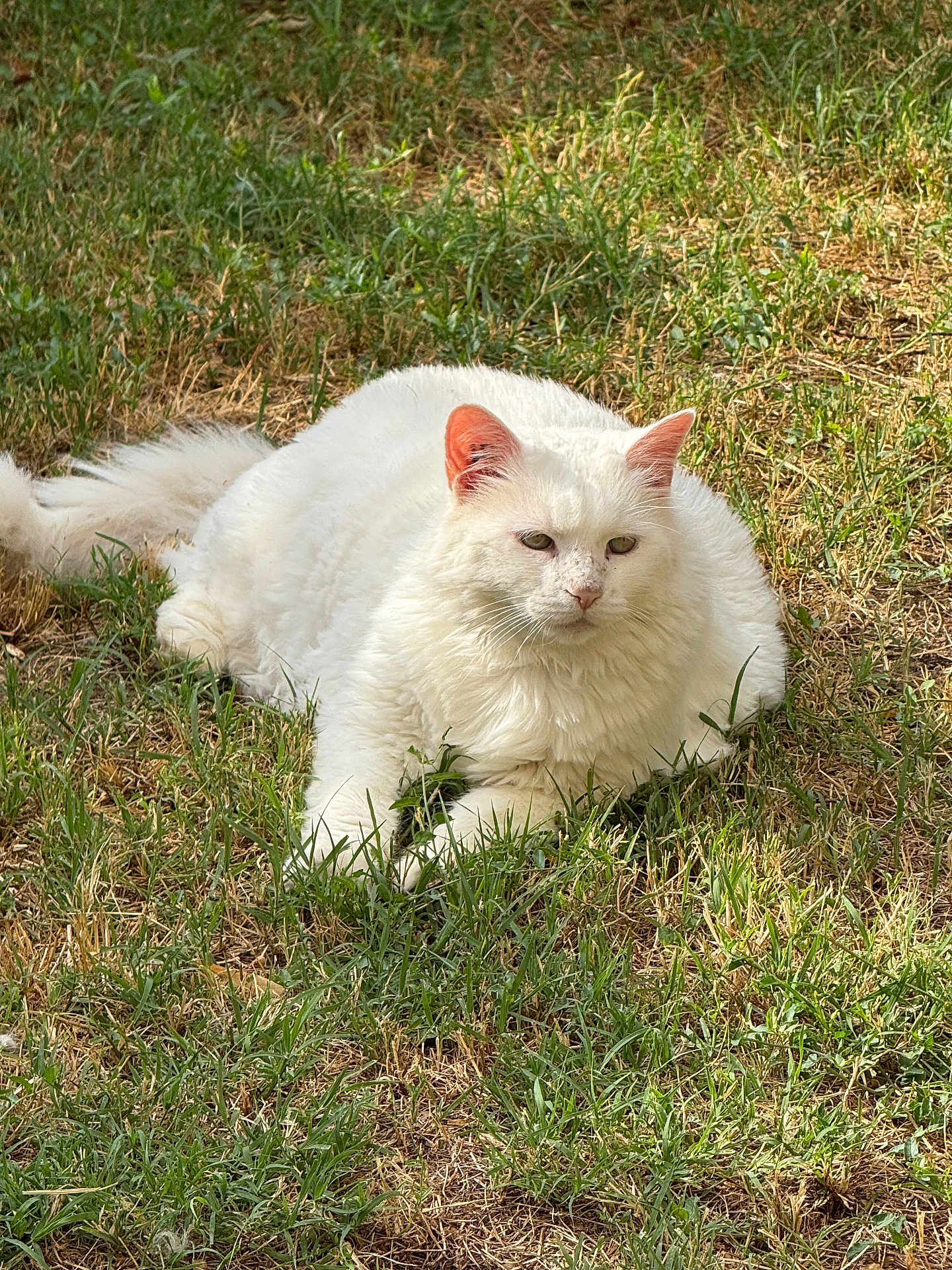 Peticha participe au concours pour gagner de l'argent avec cette photo : cat, white_cat, animal, pet, grass, outdoor, nature, fluffy, feline, resting, laying_down, sunlight, greenery, wildlife, mammal, fur, relaxed, ear, whiskers, ground