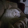 dog, white_dog, sleeping, couch, indoor, furniture, pet, cozy, resting, fur, calm, domestic_animal, relaxation, home, blanket, quiet, side_view, animal, soft_light, peaceful