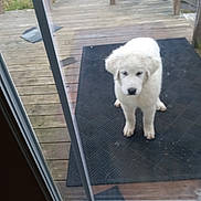 Simon joined the competition — help win amazing prizes! puppy, dog, white_dog, outdoor, deck, wooden_deck, black_mat, pet, curious, waiting, glass_door, fence, grass, young_dog, fur, animal, domestic_animal, companion, cute, standing