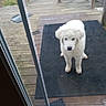 puppy, dog, white_dog, outdoor, deck, wooden_deck, black_mat, pet, curious, waiting, glass_door, fence, grass, young_dog, fur, animal, domestic_animal, companion, cute, standing