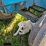 Simon is registered to the contest to win money with this photo: puppy, dog, grass, outdoor, vehicle, blue, machine, tire, metal, shade, happy, animal, nature, farm, rust, agriculture, sunlight, playful, young_dog, resting