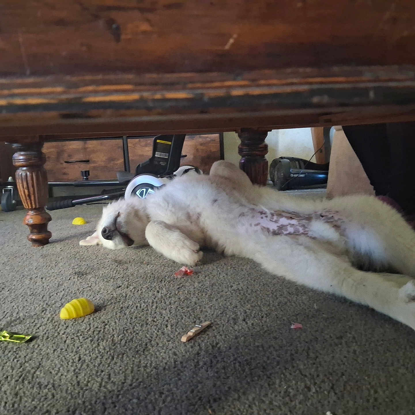 Simon is registered to the contest to win money with this photo: dog, white_dog, carpet, indoor, wooden_table, toy, lying_down, belly_up, furniture, relaxed, pet, household, floor, resting, legs, background, cozy, home, domestic, spot