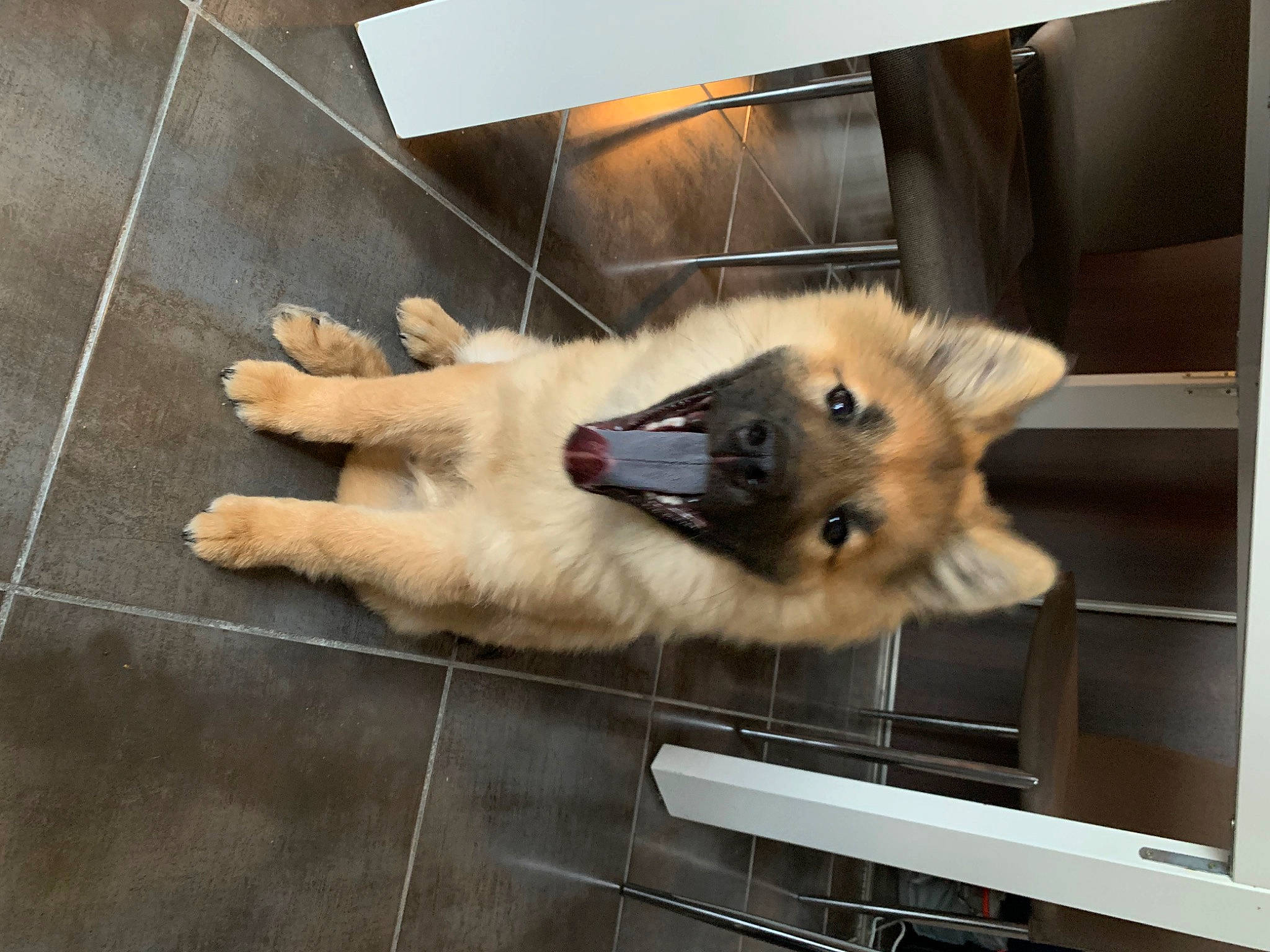 Ulka a rejoint le concours — aidez-le/la à gagner de superbes lots ! canidae, carnivore, cat, claw, companion_dog, dog_breed, fawn, felidae, flooring, fur, mammal, old_german_shepherd_dog, paw, small_to_medium_sized_cats, snout, spitz, sporting_group, tail, vertebrate, whiskers