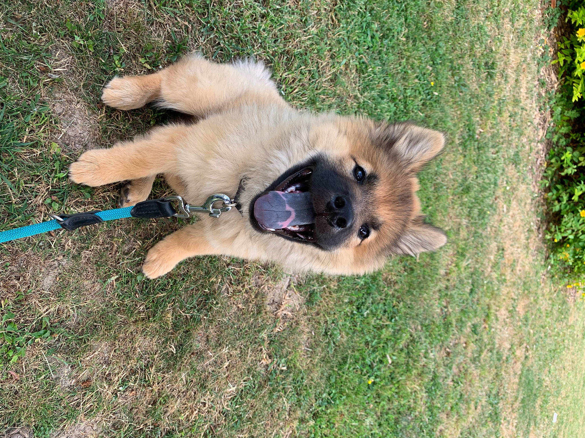 Ulka participe au concours pour gagner de l'argent avec cette photo : biting, canidae, carnivore, companion_dog, dog, dog_breed, dog_supply, fawn, grass, non_sporting_group, old_german_shepherd_dog, plant, snout, sporting_group, tail, working_animal, working_dog