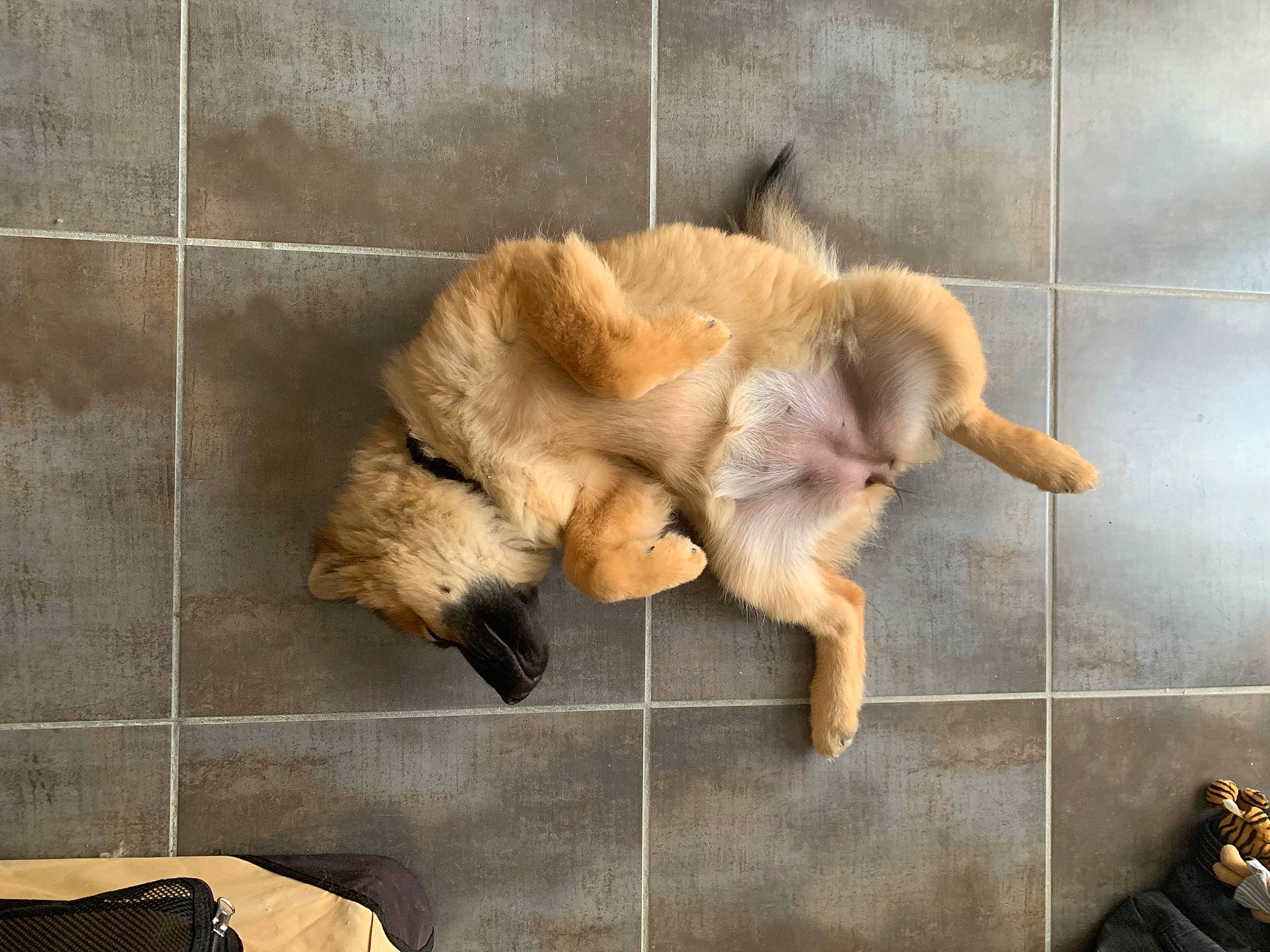 Ulka participe au concours pour gagner de l'argent avec cette photo : canidae, carnivore, cat, claw, companion_dog, dog_breed, domestic_short_haired_cat, fawn, felidae, floor, flooring, fur, paw, retriever, small_to_medium_sized_cats, snout, sporting_group, tail, whiskers, wood