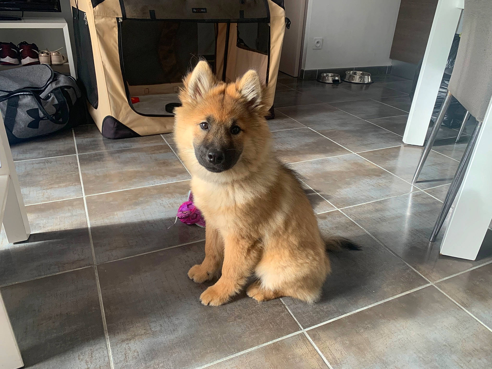 Ulka participe au concours pour gagner de l'argent avec cette photo : backpack, bag, carnivore, collar, companion_dog, dog, dog_breed, dog_supply, fawn, floor, flooring, fur, german_shepherd_dog, king_shepherd, luggage_and_bags, old_german_shepherd_dog, snout, tail, tile_flooring, working_animal