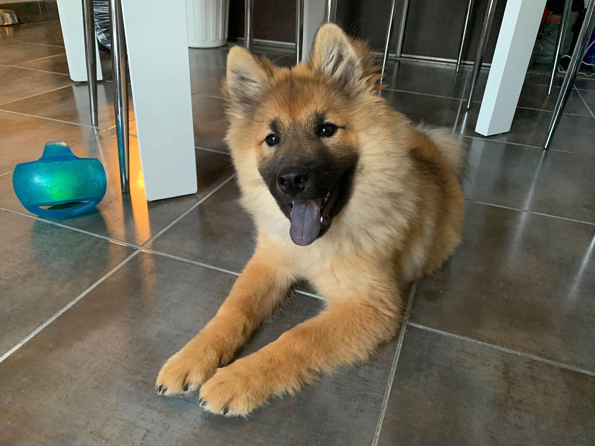 Ulka a rejoint le concours — aidez-le/la à gagner de superbes lots ! canidae, carnivore, companion_dog, dog, dog_breed, door, fawn, flooring, fur, herding_dog, non_sporting_group, old_german_shepherd_dog, paw, snout, sporting_group, tail, tile_flooring, whiskers, working_animal, working_dog