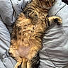 cat, tabby, fluffy, relaxed, lying_down, belly_up, pet, indoor, cozy, blanket, soft, furry, cute, whiskers, paws, tail, striped, sleepy, animal, domestic