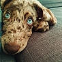 puppy, dog, blue_eyes, close_up, couch, pet, lying_down, fur, snout, paw, domestic_animal, cute, indoor, relaxed, animal_portrait, young_dog, household, companion, mammal, resting