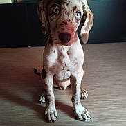Azur participe au concours pour gagner de l'argent avec cette photo : puppy, dog, blue_eyes, spotted, sitting, wooden_floor, indoor, pet, animal, young_dog, ears, paw, tail, looking, front_view, cute, domestic, canine, fur, household