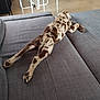 canine, clothing_rack, couch, dog, domestic, floor, fur, furniture, home, indoor, legs, living_room, paw, pet, puppy, relaxing, resting, sleeping, spotted, stretching